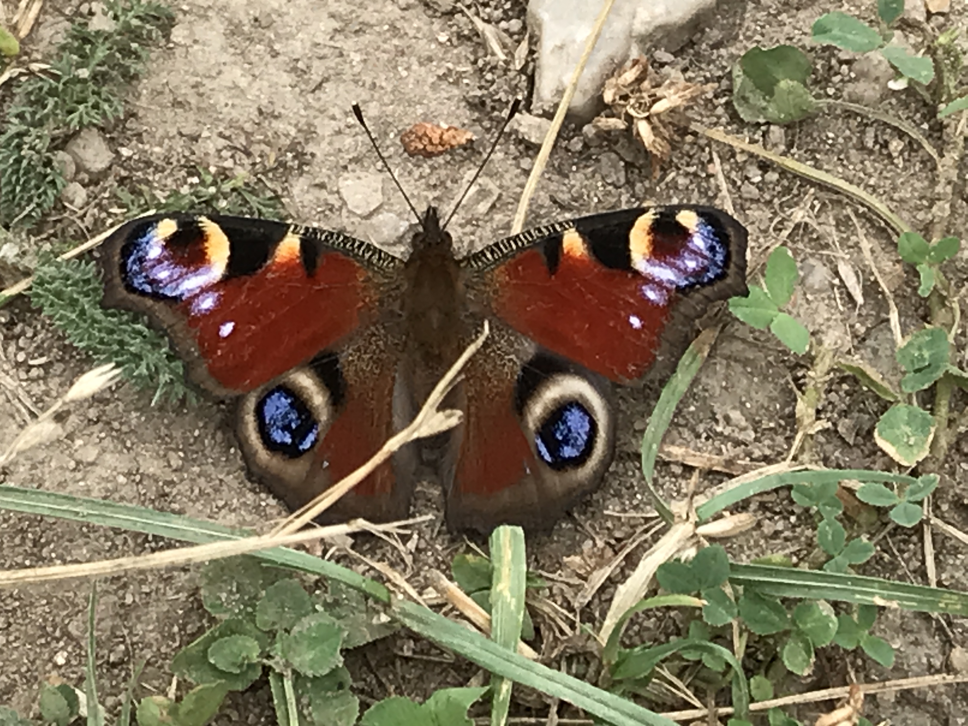 Verhalten nach der Hypnose